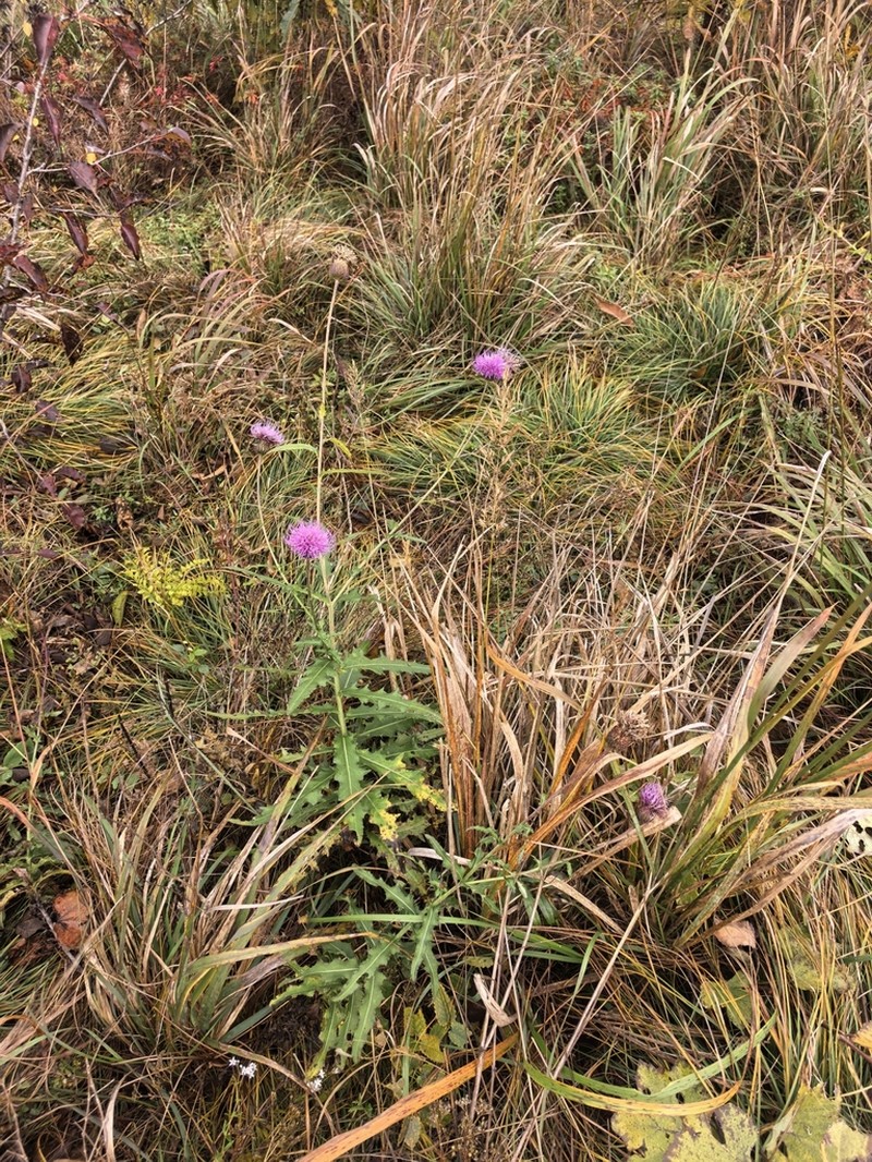 Cirsium chinense photo 3