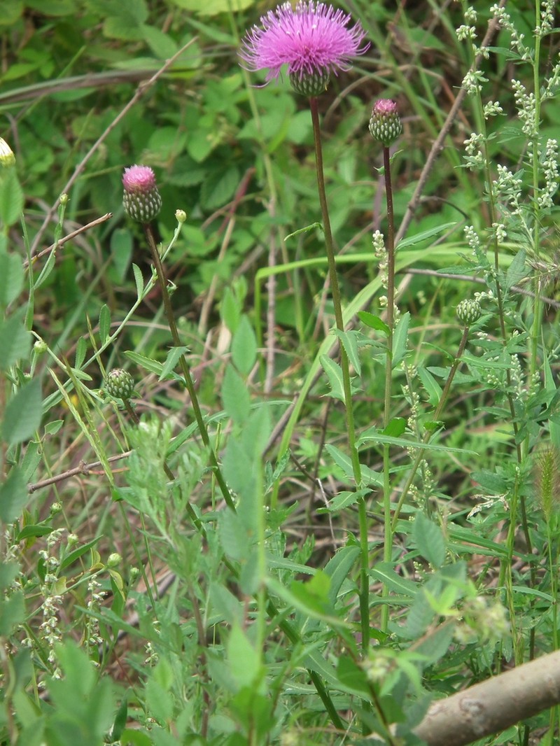 Cirsium chinense photo 4