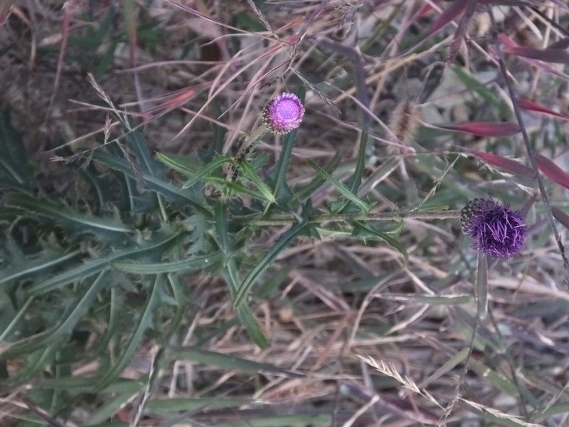Cirsium chinense photo 5