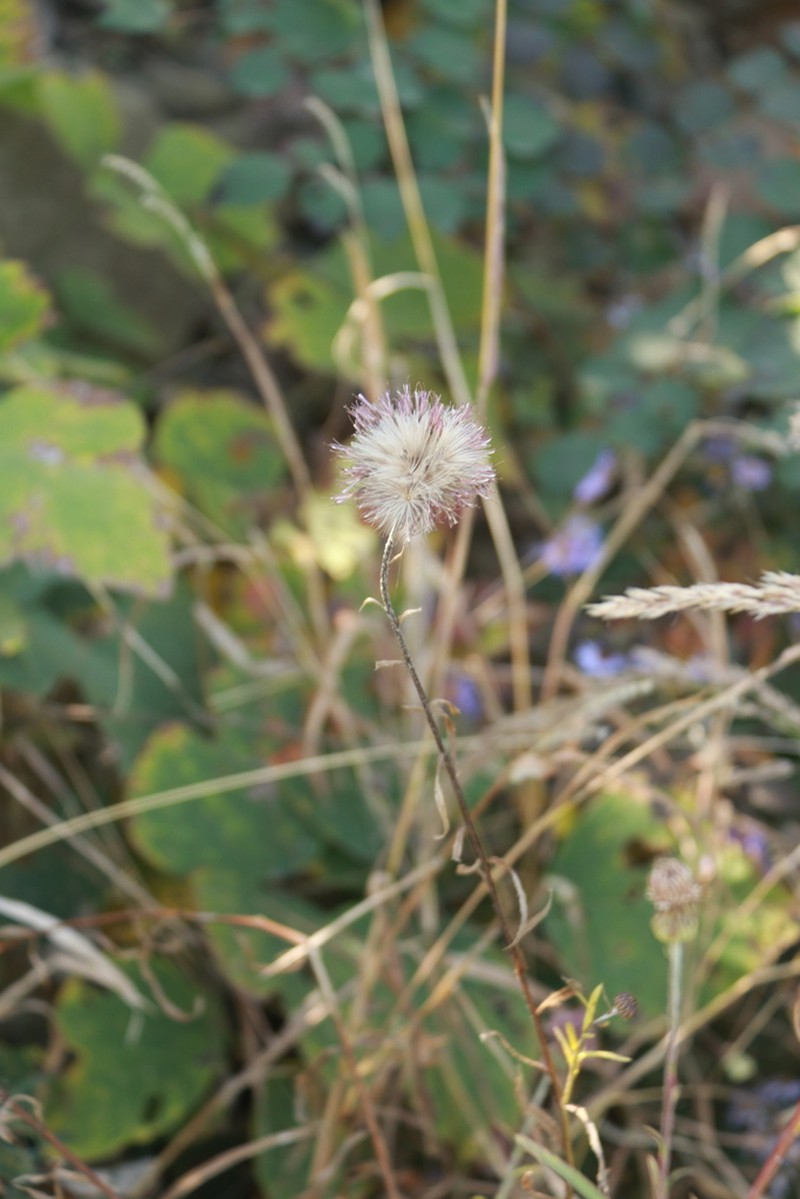 Cirsium chinense photo 6