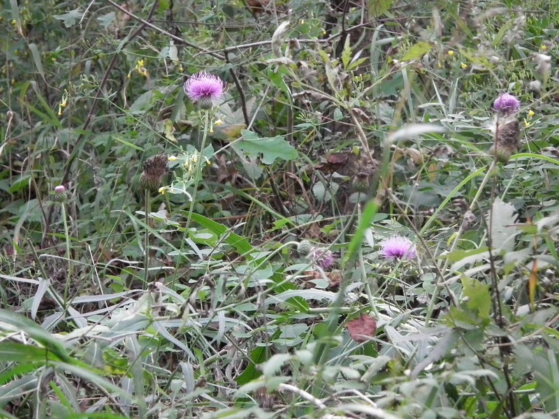 Cirsium chinense photo 7