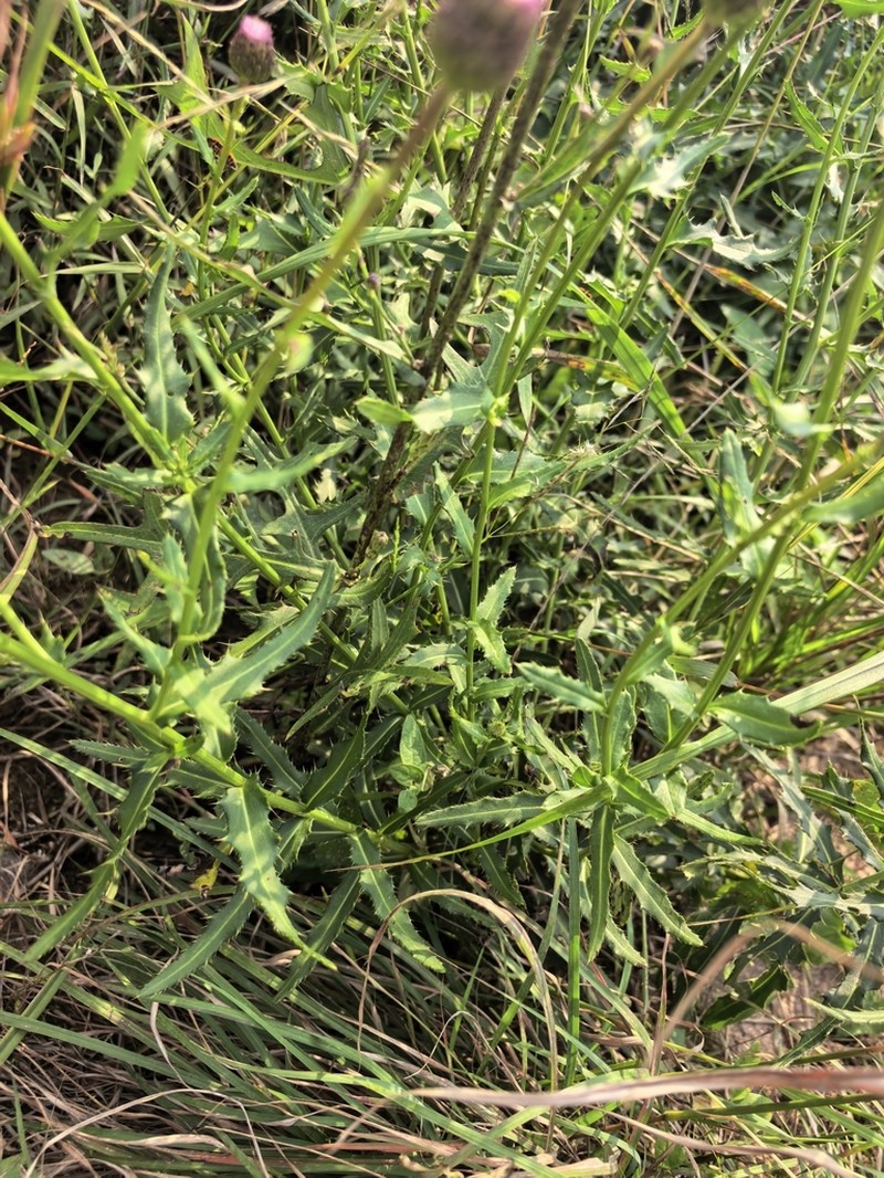 Cirsium chinense photo 8