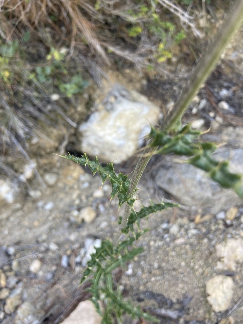 Cirsium chionanthum