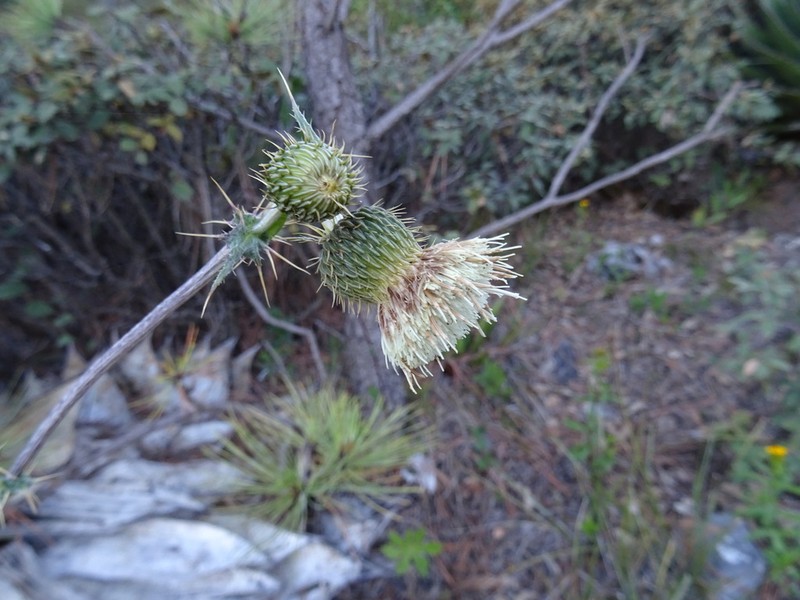Cirsium chionanthum photo 2