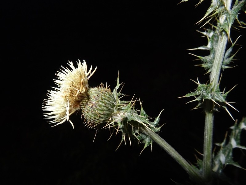 Cirsium chionanthum photo 3