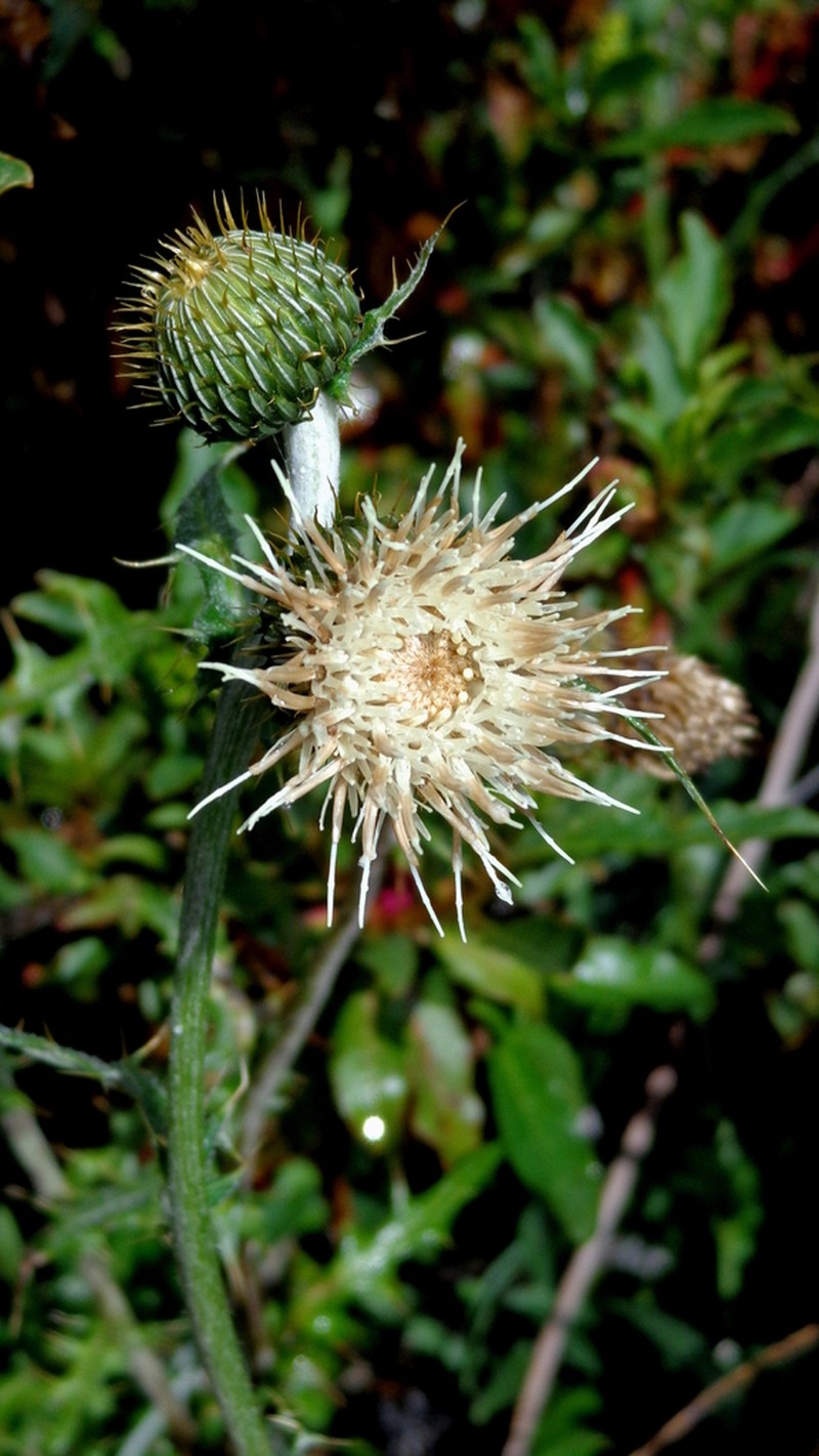 Cirsium chionanthum photo 4
