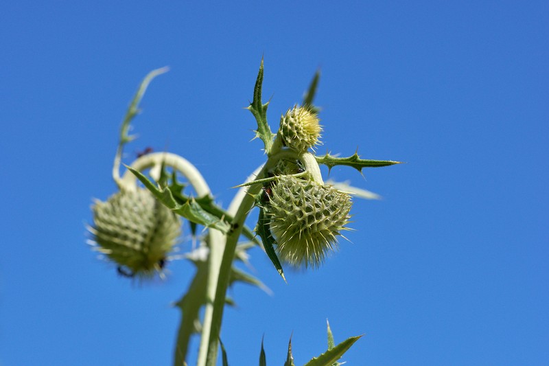 Cirsium chlorocomos