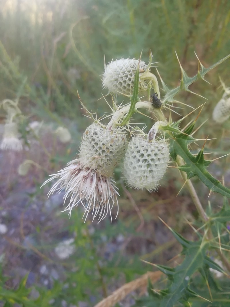 Cirsium chlorocomos photo 2