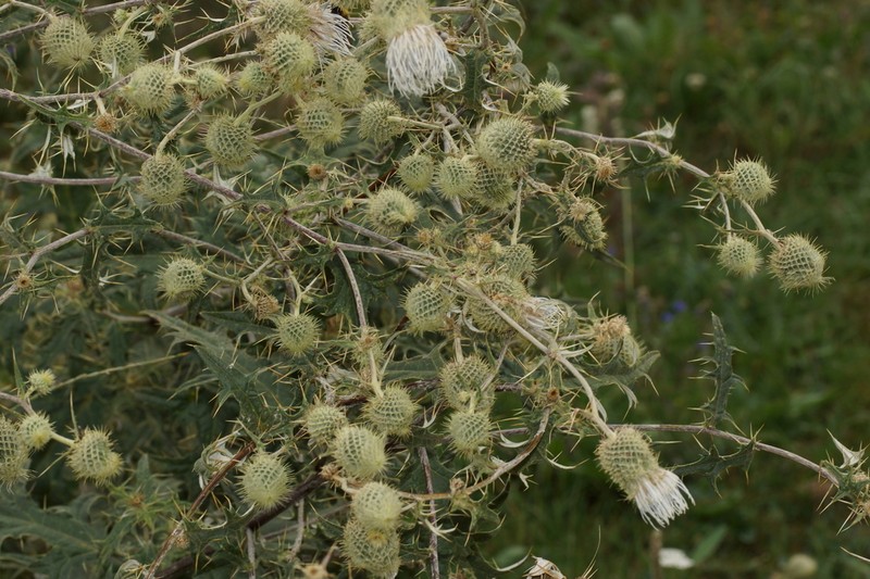 Cirsium chlorocomos photo 3