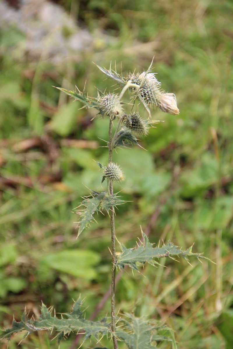 Cirsium chlorocomos photo 4