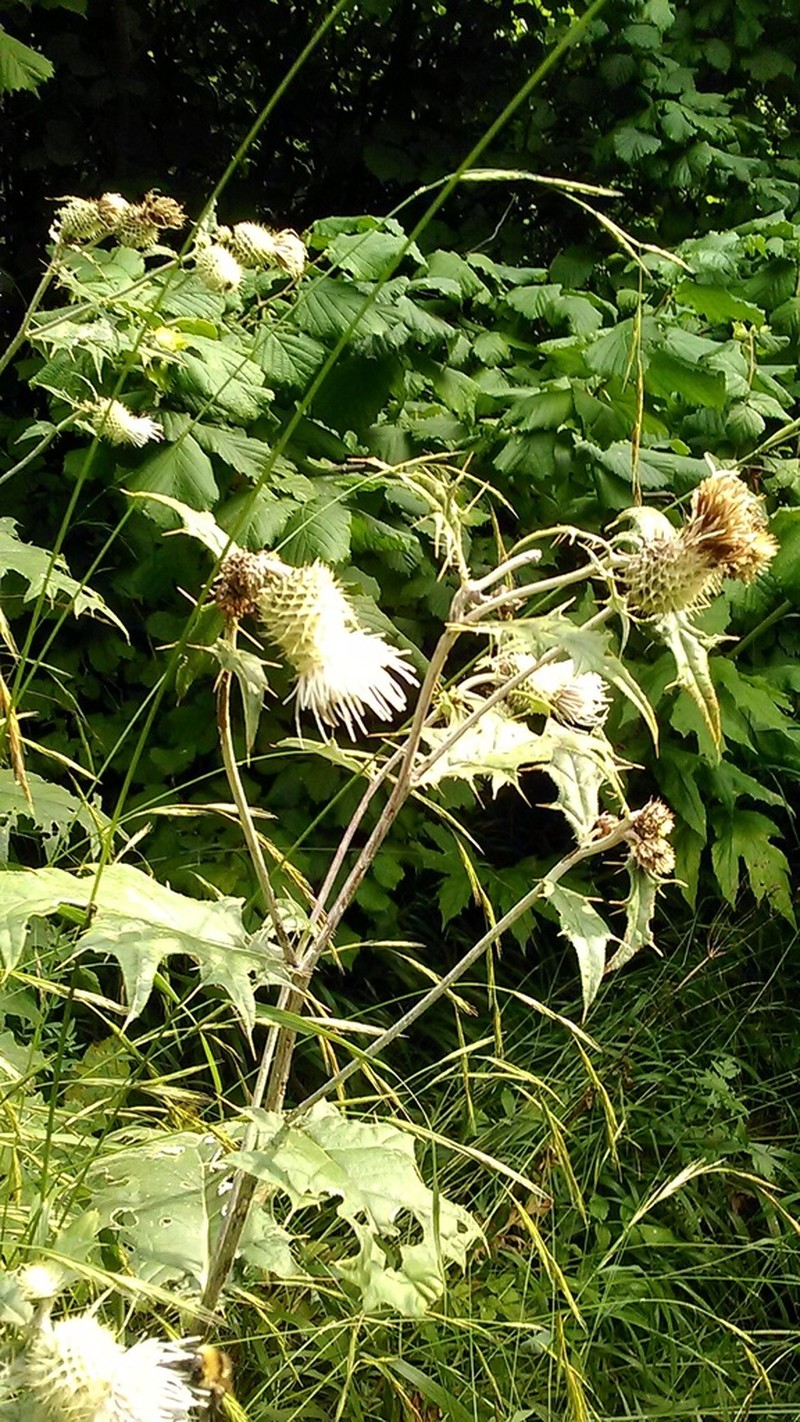 Cirsium chlorocomos photo 5