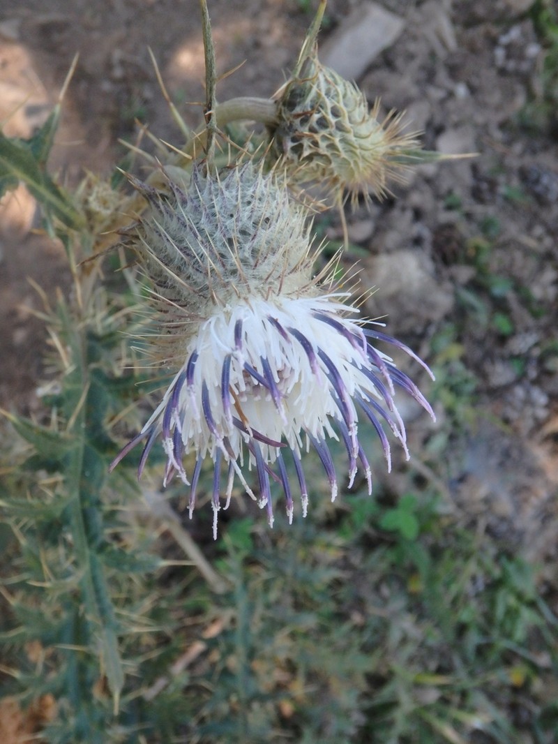 Cirsium chlorocomos photo 6