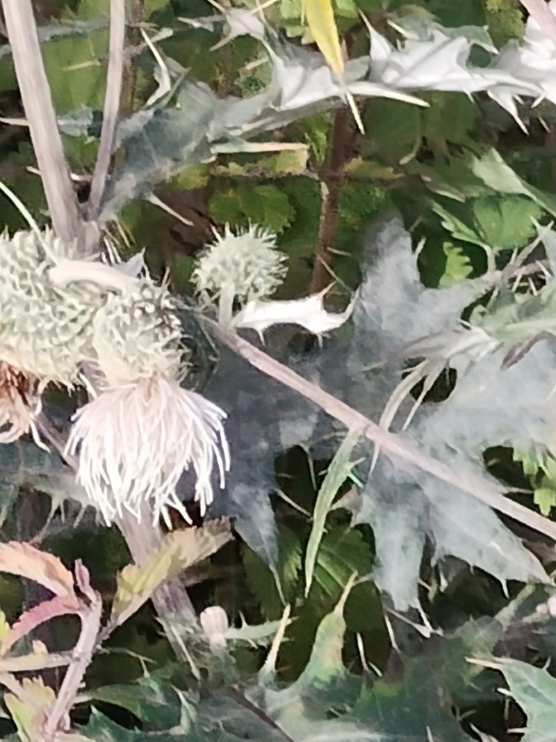 Cirsium chlorocomos photo 7