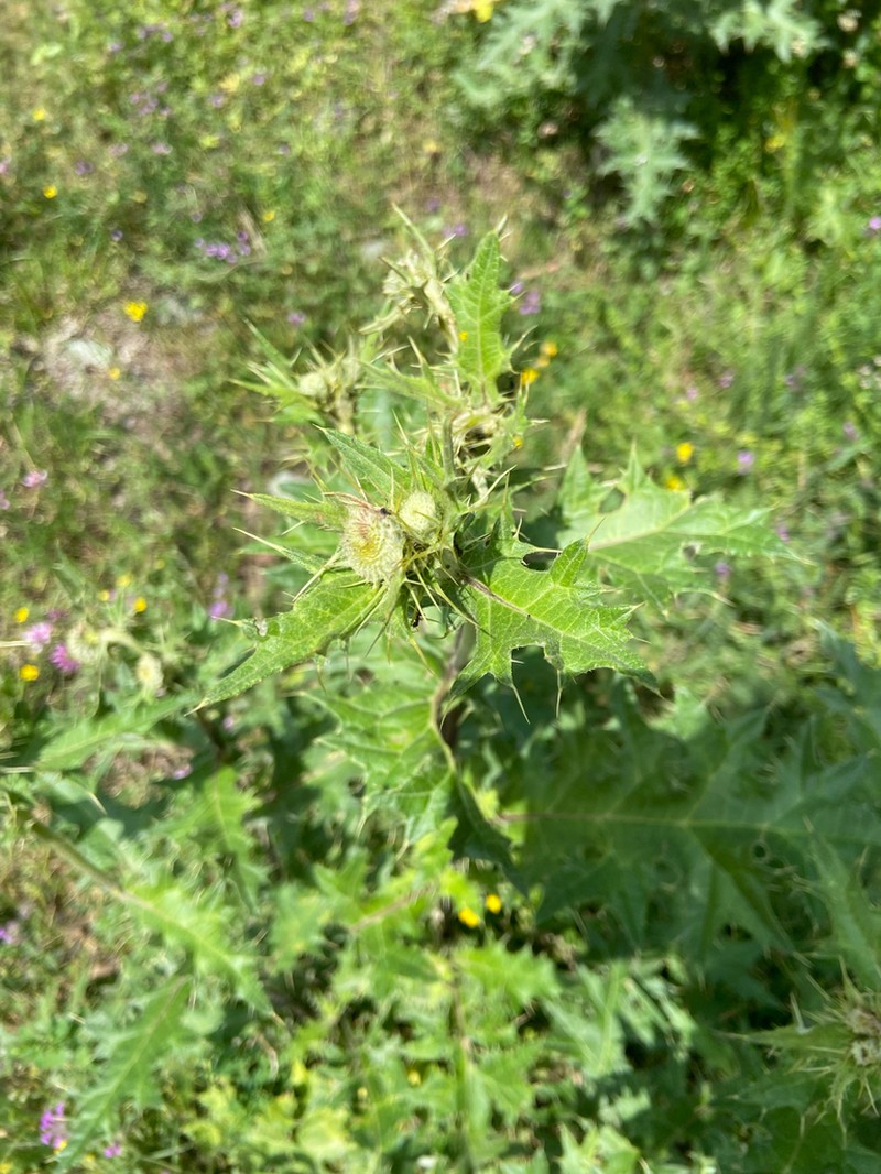 Cirsium chlorocomos photo 8