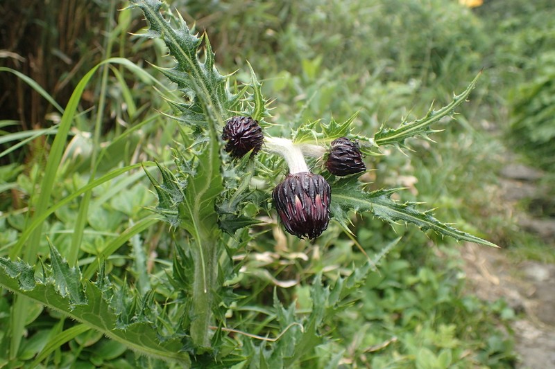 Cirsium chokaiense