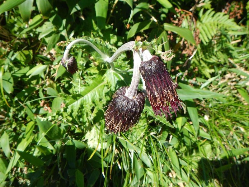 Cirsium chokaiense photo 2