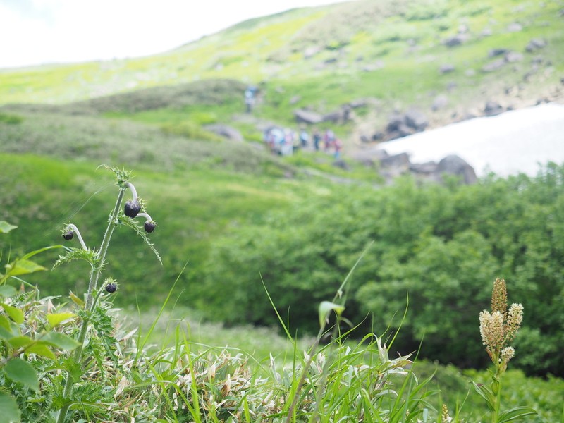 Cirsium chokaiense photo 3