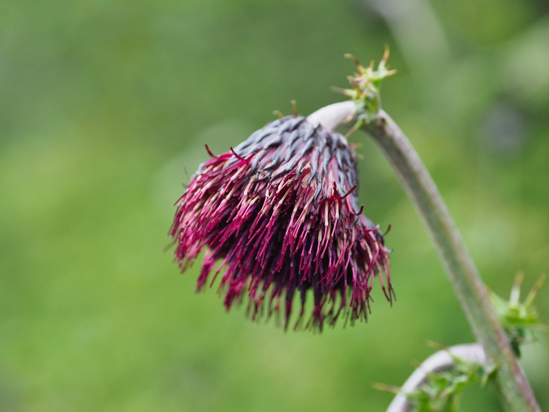 Cirsium chokaiense photo 4