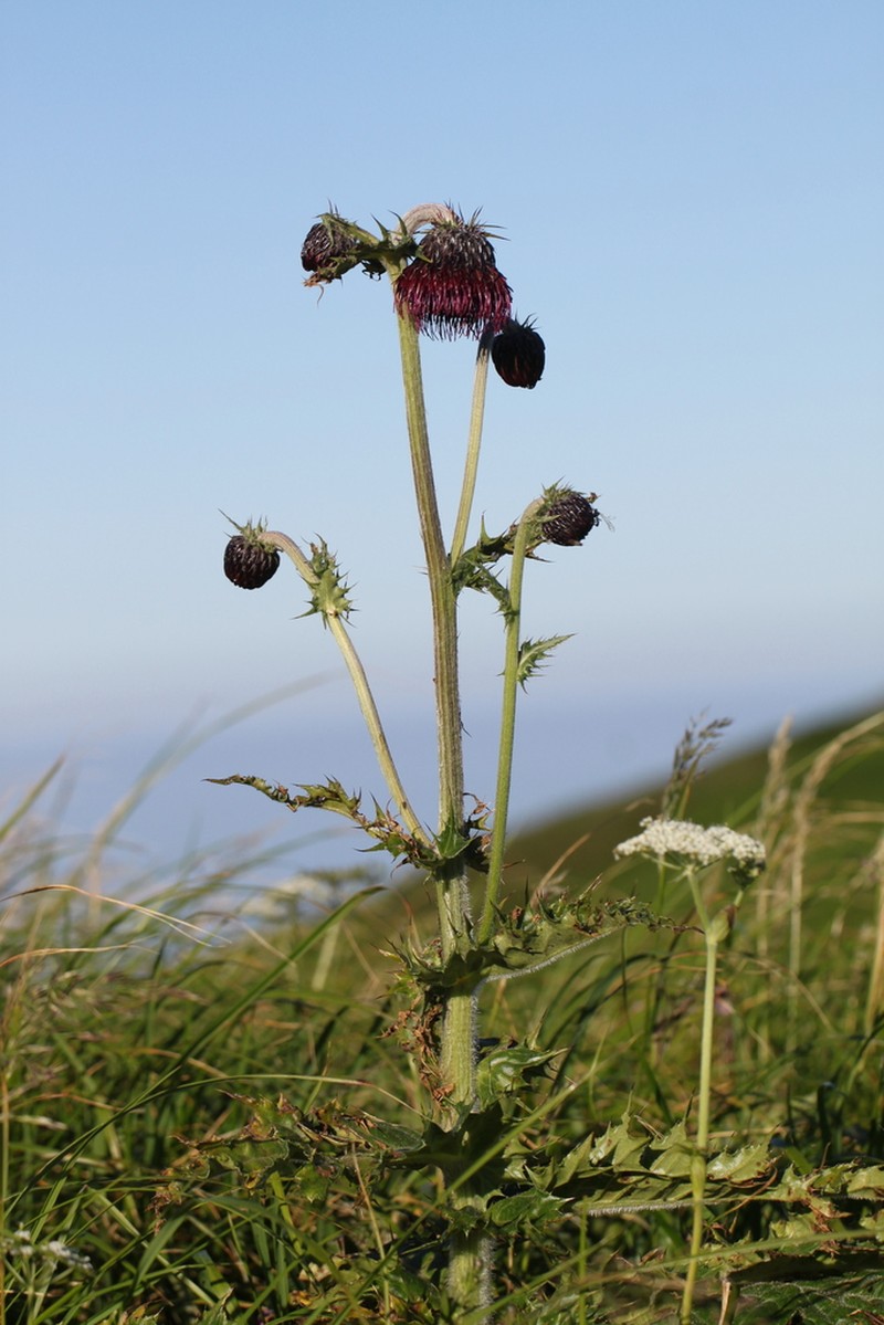 Cirsium chokaiense photo 5