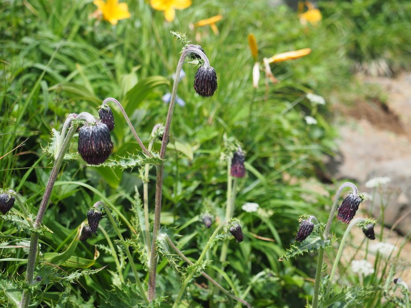 Cirsium chokaiense photo 6