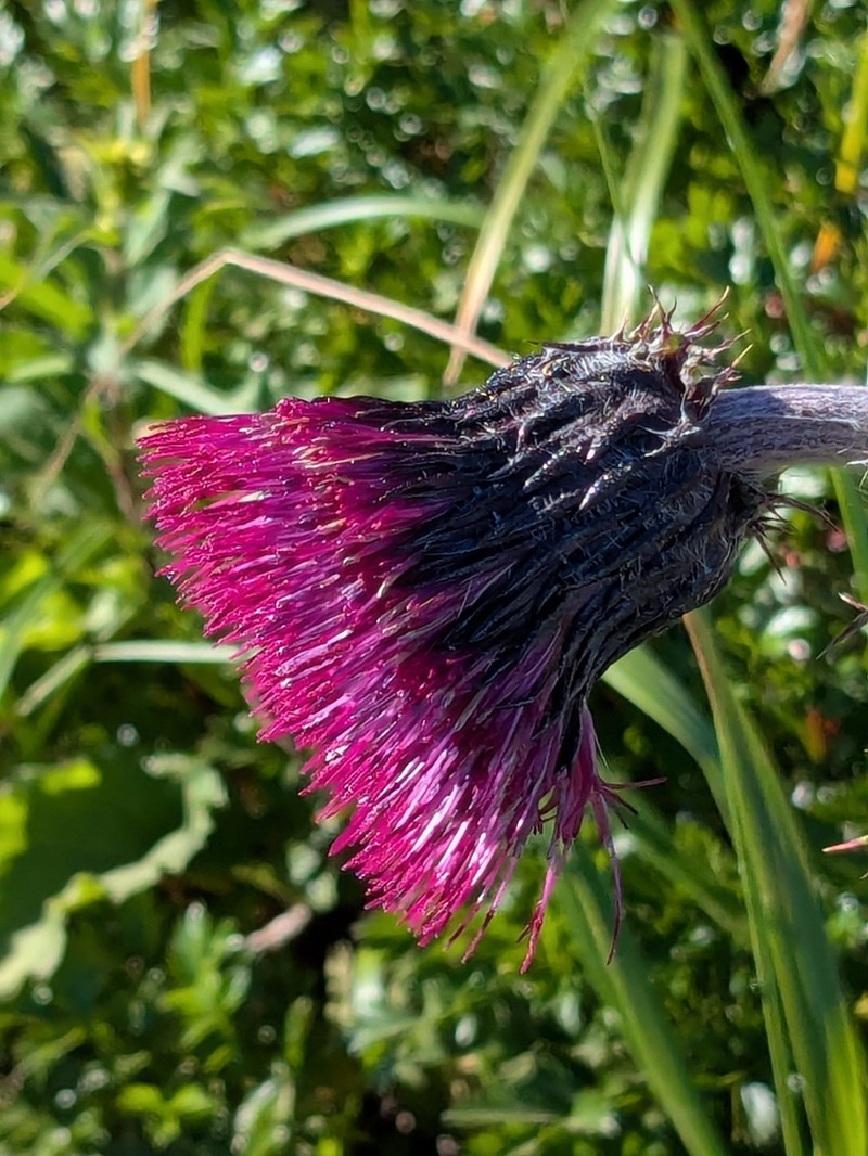 Cirsium chokaiense photo 7