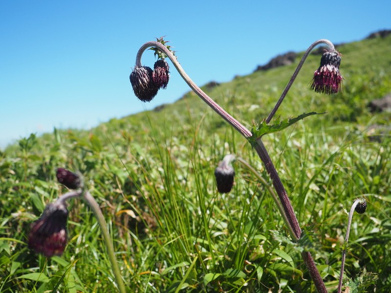 Cirsium chokaiense photo 8
