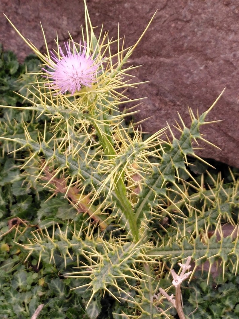 Cirsium chrysacanthum