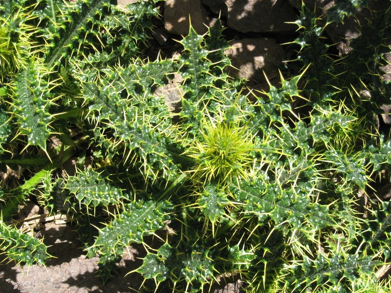 Cirsium chrysacanthum photo 2