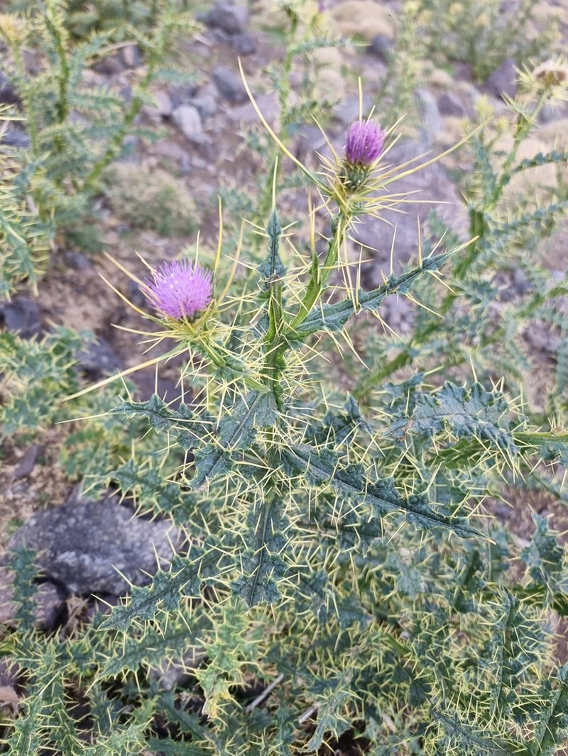 Cirsium chrysacanthum photo 3