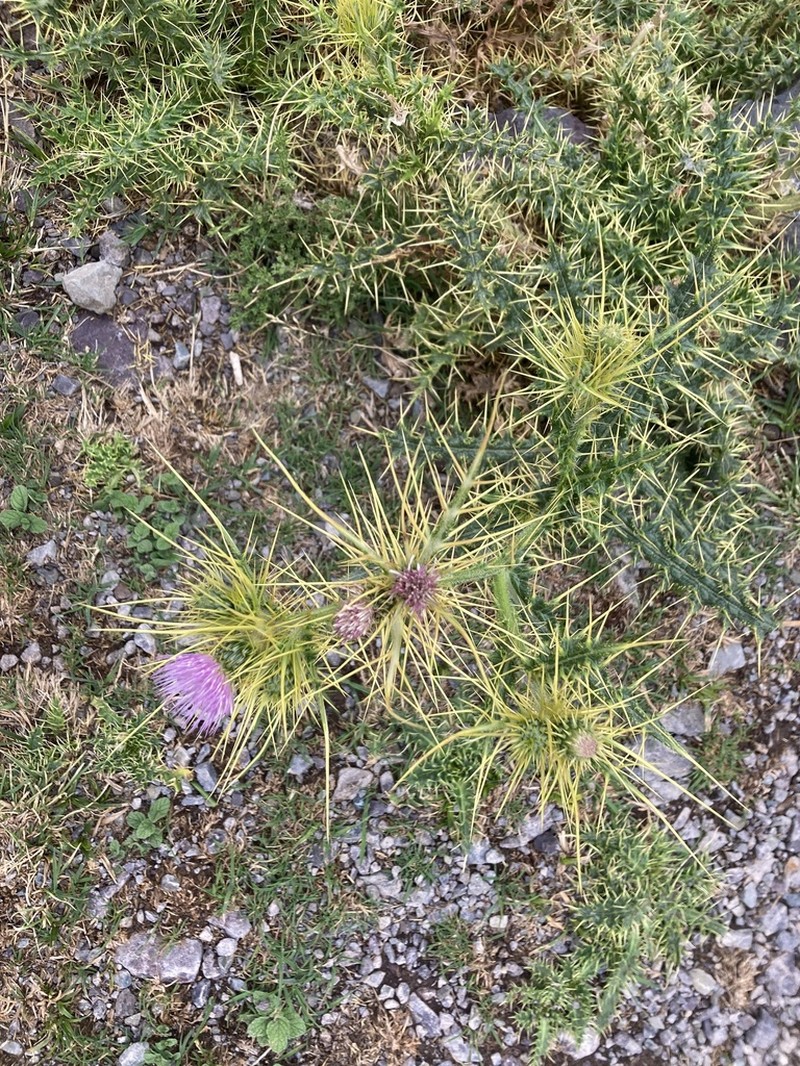 Cirsium chrysacanthum photo 4