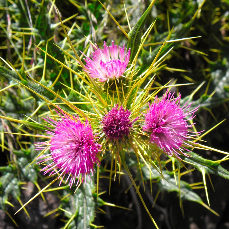 Cirsium chrysacanthum photo 5