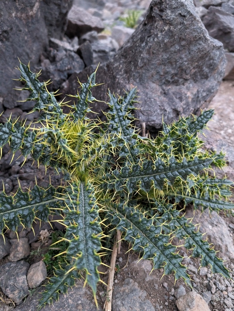 Cirsium chrysacanthum photo 6