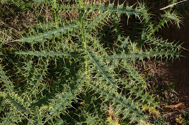 Cirsium chrysacanthum photo 7