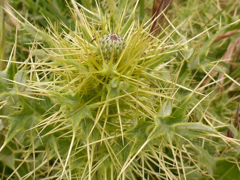 Cirsium chrysacanthum photo 8