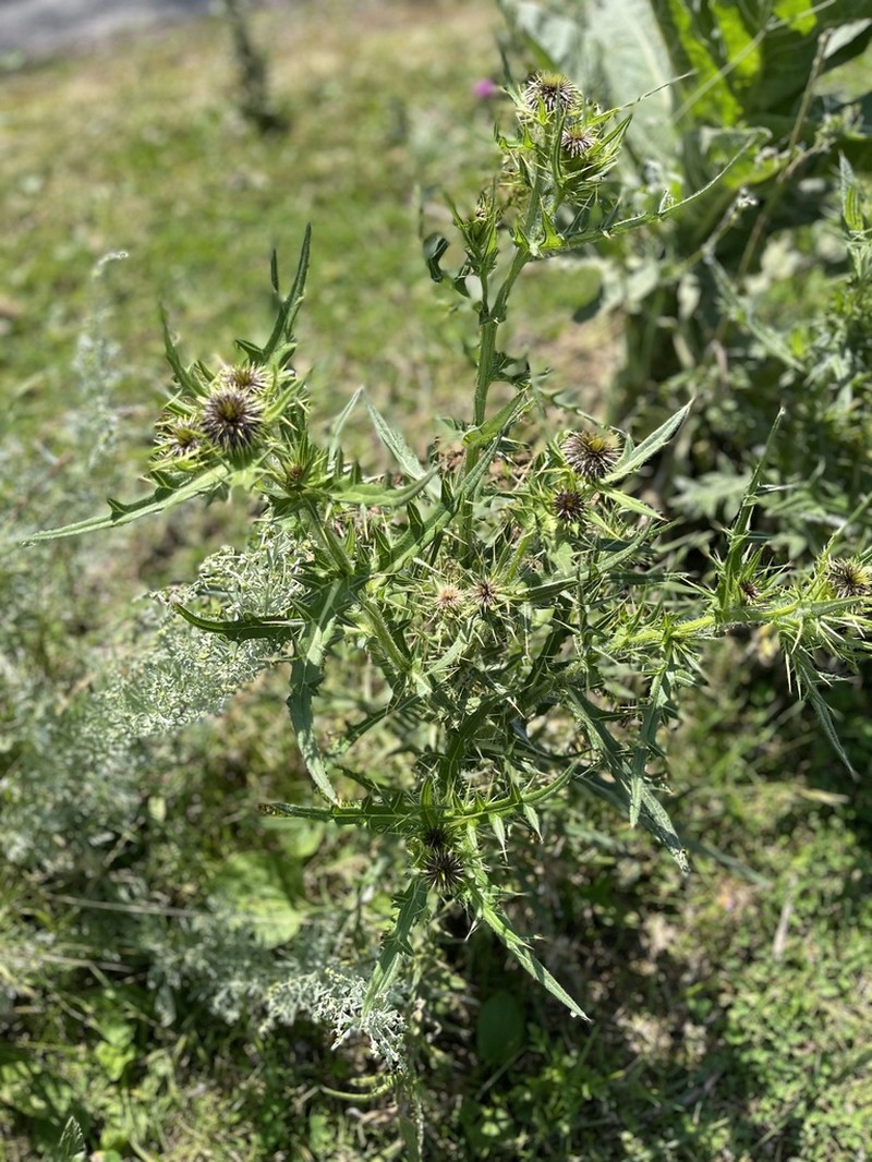 Cirsium ciliatum