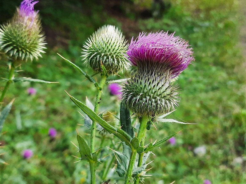 Cirsium ciliatum photo 2