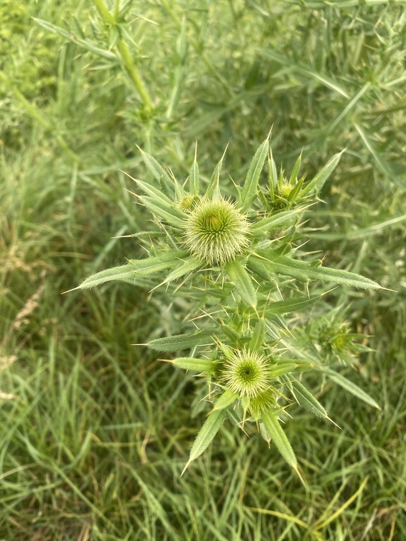 Cirsium ciliatum photo 3