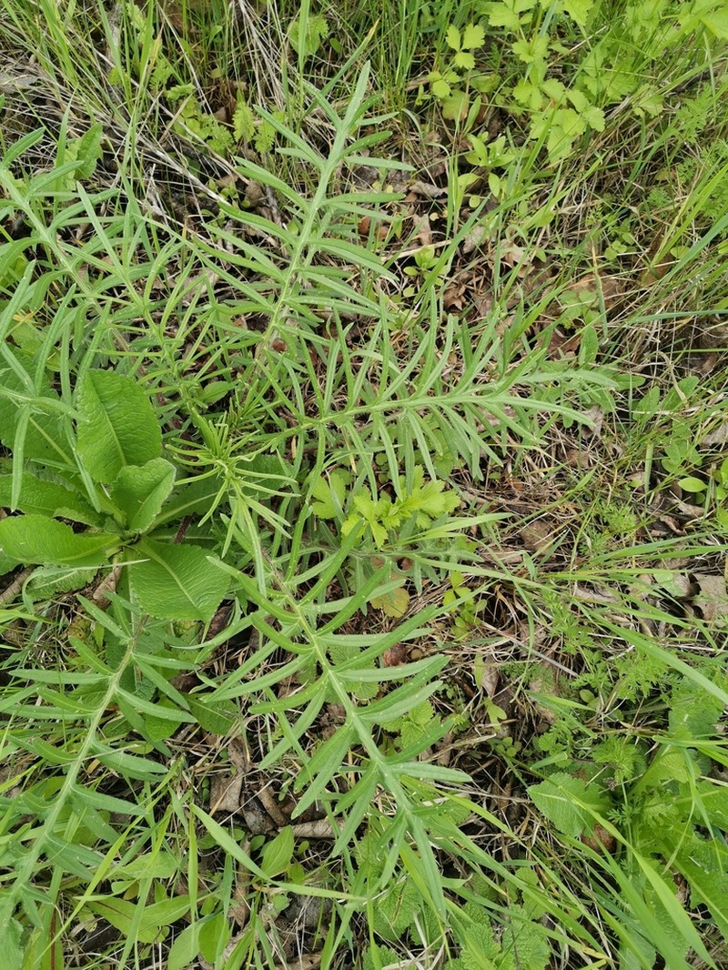 Cirsium ciliatum photo 4