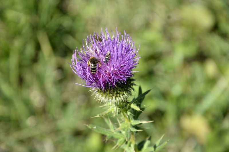 Cirsium ciliatum photo 5