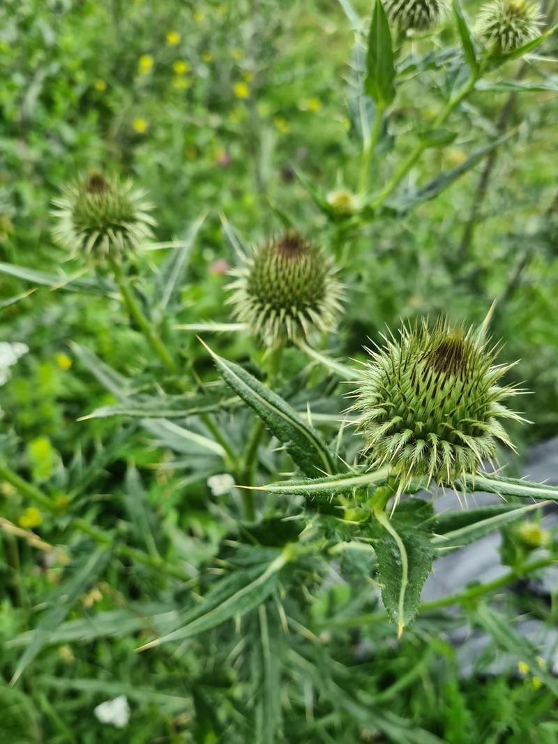 Cirsium ciliatum photo 6