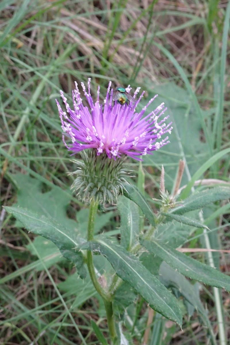 Cirsium ciliatum photo 7