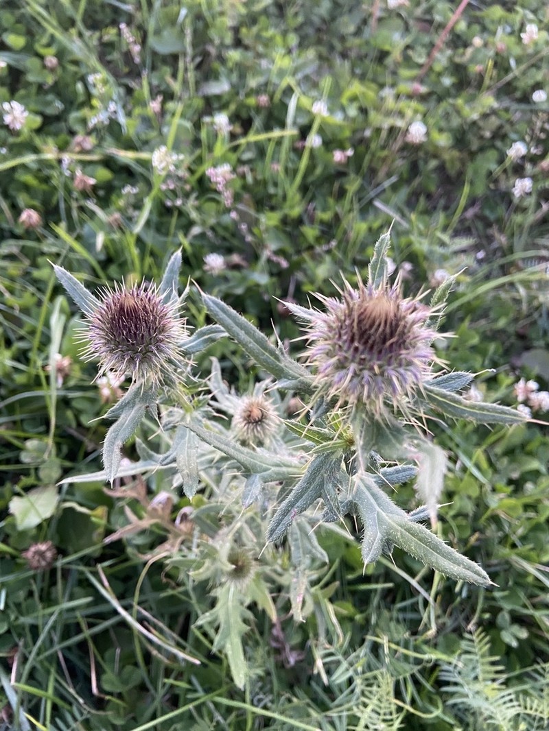 Cirsium ciliatum photo 8