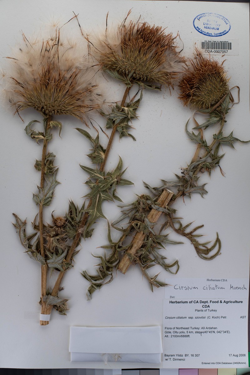 Cirsium ciliatum subsp. szovitsii