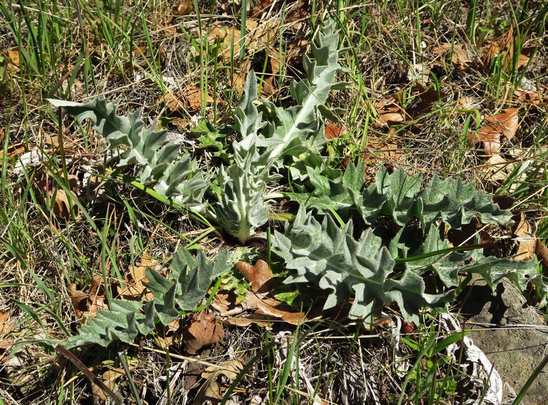 Ashland Thistle