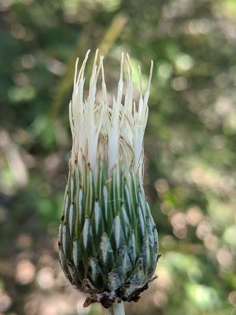 Ashland Thistle photo 2