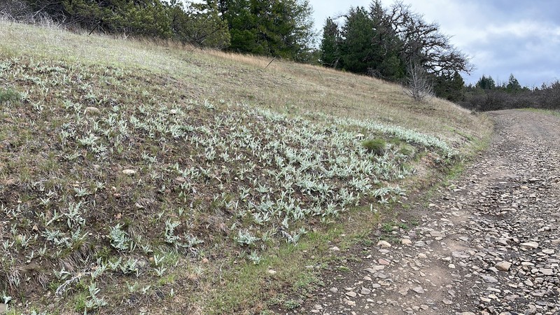 Ashland Thistle photo 3