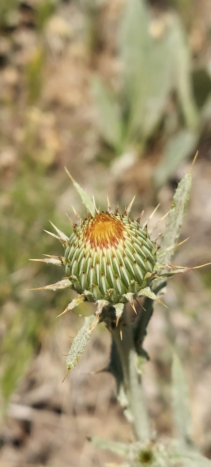Ashland Thistle photo 4