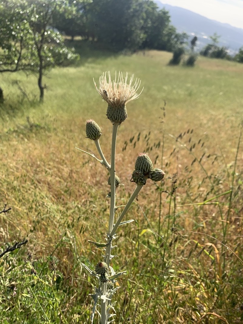 Ashland Thistle photo 5