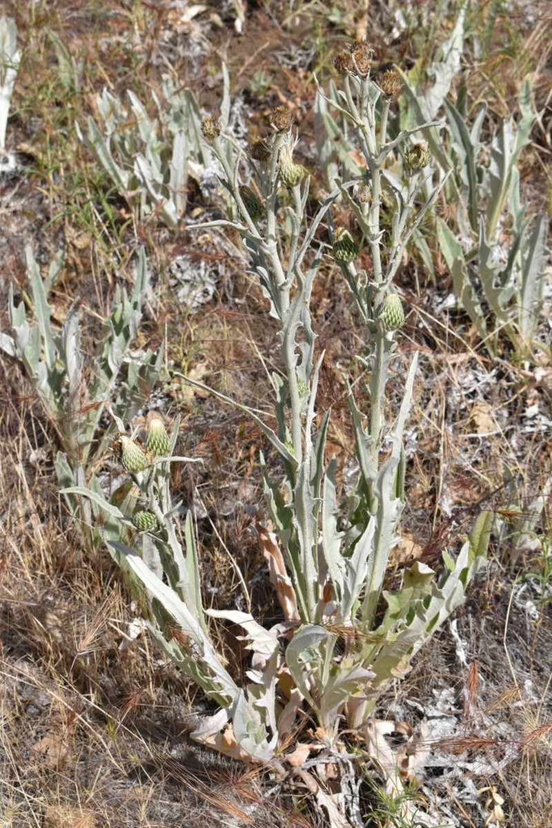 Ashland Thistle photo 6