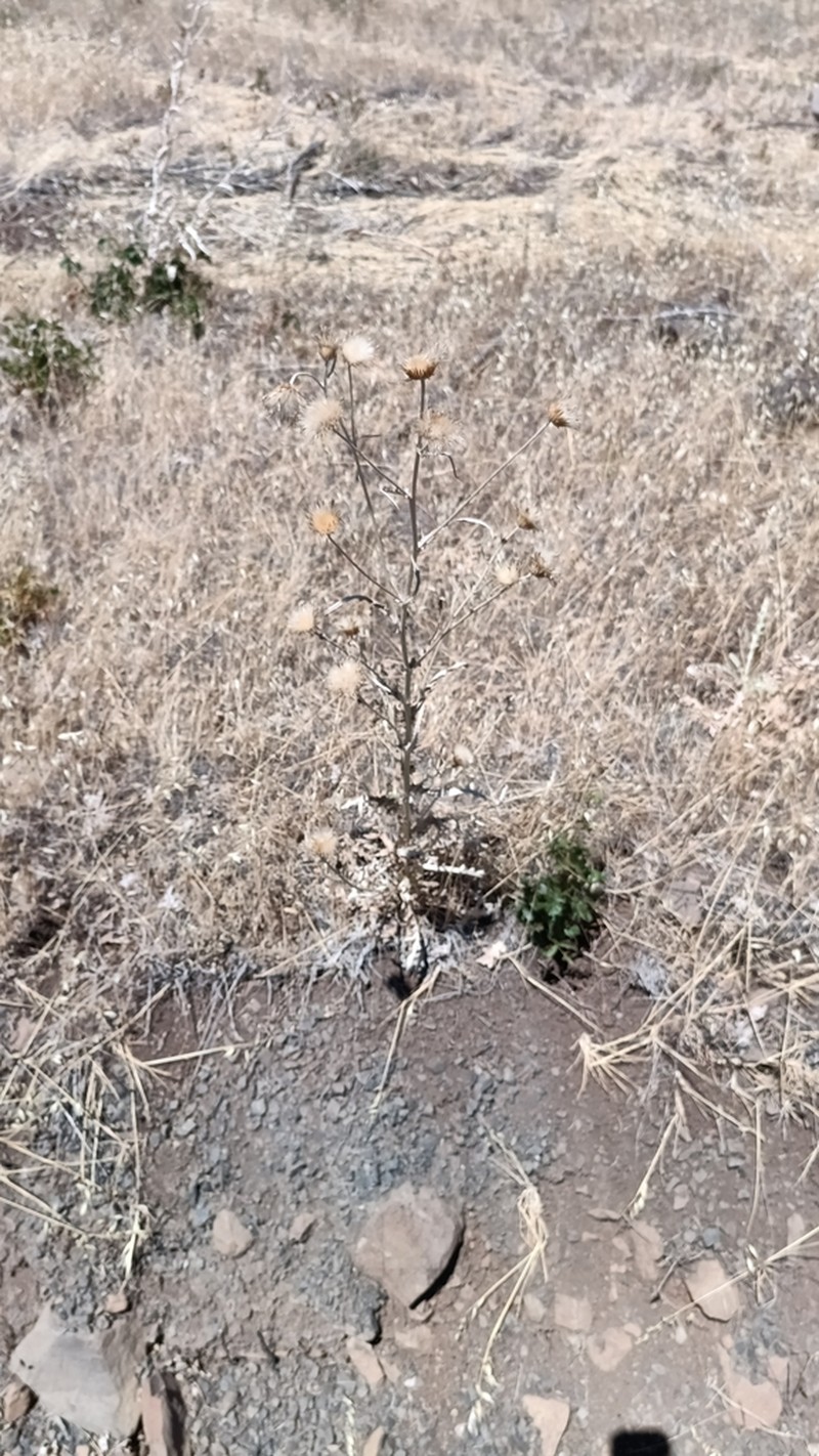 Ashland Thistle photo 7